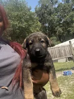 Litter of 8 pups, a female German Shepherd Dog for sale in Hawthorne, FL – Photo 10 of 10