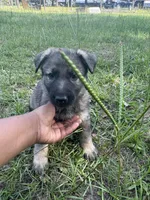 Litter of 8 pups, a female German Shepherd Dog for sale in Hawthorne, FL – Photo 1 of 10