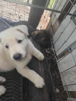 Litter of 8 pups, a female German Shepherd Dog for sale in Hawthorne, FL – Photo 7 of 10