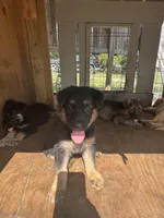 Litter of 8 pups, a female German Shepherd Dog for sale in Hawthorne, FL – Photo 8 of 10