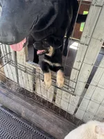 Litter of 8 pups, a female German Shepherd Dog for sale in Hawthorne, FL – Photo 3 of 10