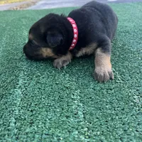 Red , a female German Shepherd Dog for sale in Hawthorne, FL – Photo 1 of 5