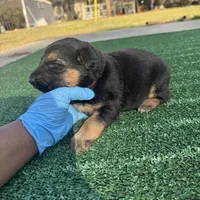 Red , a female German Shepherd Dog for sale in Hawthorne, FL – Photo 4 of 5