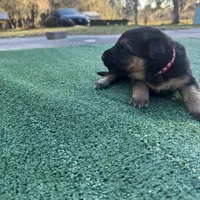 Red , a female German Shepherd Dog for sale in Hawthorne, FL – Photo 3 of 5