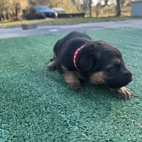 Red , a female German Shepherd Dog for sale in Hawthorne, FL – Photo 2 of 5