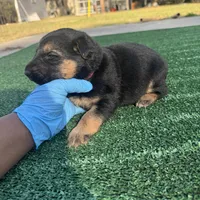 Red , a female German Shepherd Dog for sale in Hawthorne, FL – Photo 5 of 5