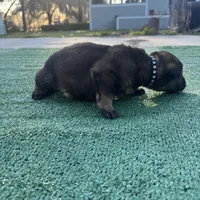 Black, a male German Shepherd Dog for sale in Hawthorne, FL – Photo 3 of 3