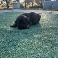 Black, a male German Shepherd Dog for sale in Hawthorne, FL – Photo 1 of 3