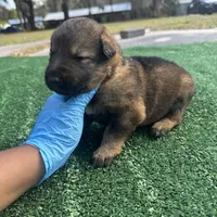 Light purple, a female German Shepherd Dog for sale in Hawthorne, FL – Photo 5 of 5