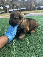 Light purple, a female German Shepherd Dog for sale in Hawthorne, FL – Photo 7 of 7