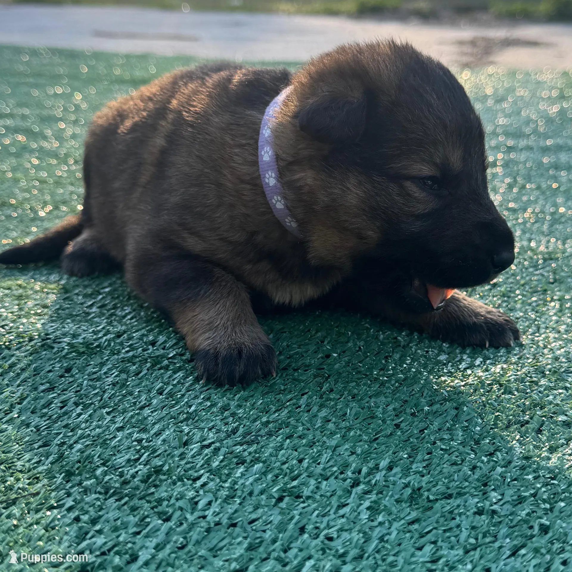 Light purple, a female German Shepherd Dog for sale in Hawthorne, FL – Photo 3 of 7