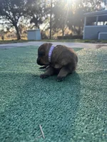 Light purple, a female German Shepherd Dog for sale in Hawthorne, FL – Photo 6 of 7