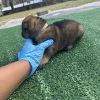 Light purple, a female German Shepherd Dog for sale in Hawthorne, FL – Photo 3 of 5