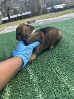 Light purple, a female German Shepherd Dog for sale in Hawthorne, FL – Photo 2 of 7