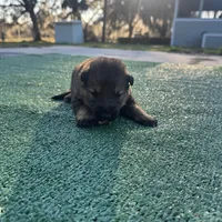 Light purple, a female German Shepherd Dog for sale in Hawthorne, FL – Photo 4 of 5