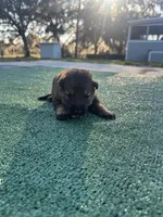 Light purple, a female German Shepherd Dog for sale in Hawthorne, FL – Photo 5 of 7
