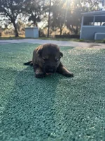 Light purple, a female German Shepherd Dog for sale in Hawthorne, FL – Photo 4 of 7