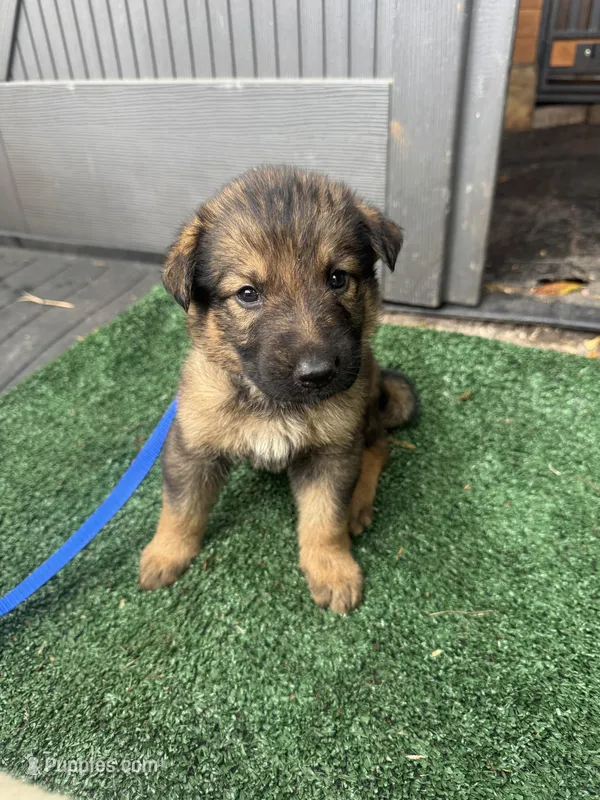 Light purple – German Shepherd Dog puppy for sale in Hawthorne, FL