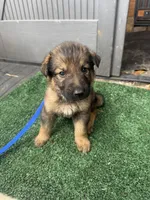 Light purple, a female German Shepherd Dog for sale in Hawthorne, FL – Photo 1 of 5