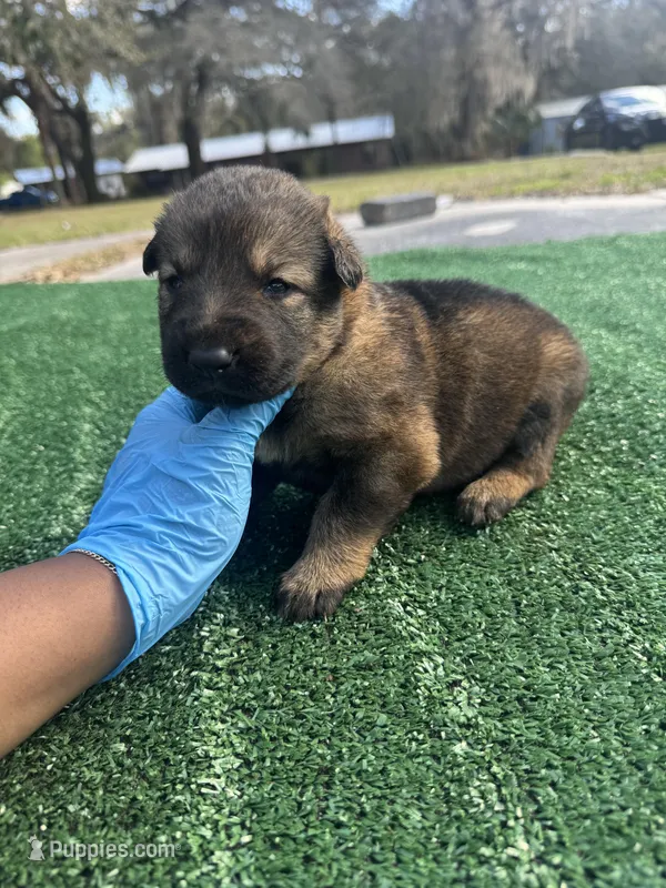 Light purple, a female German Shepherd Dog for sale in Hawthorne, FL – Photo 1 of 7