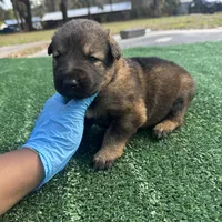 Light purple, a female German Shepherd Dog for sale in Hawthorne, FL – Photo 2 of 5