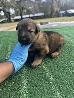 Light purple, a female German Shepherd Dog for sale in Hawthorne, FL – Photo 1 of 7