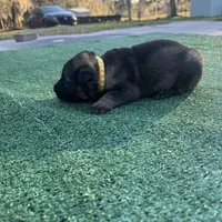 Yellow , a male German Shepherd Dog for sale in Hawthorne, FL – Photo 1 of 3