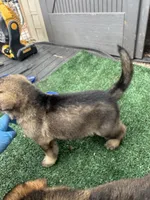 Yellow , a male German Shepherd Dog for sale in Hawthorne, FL – Photo 2 of 6