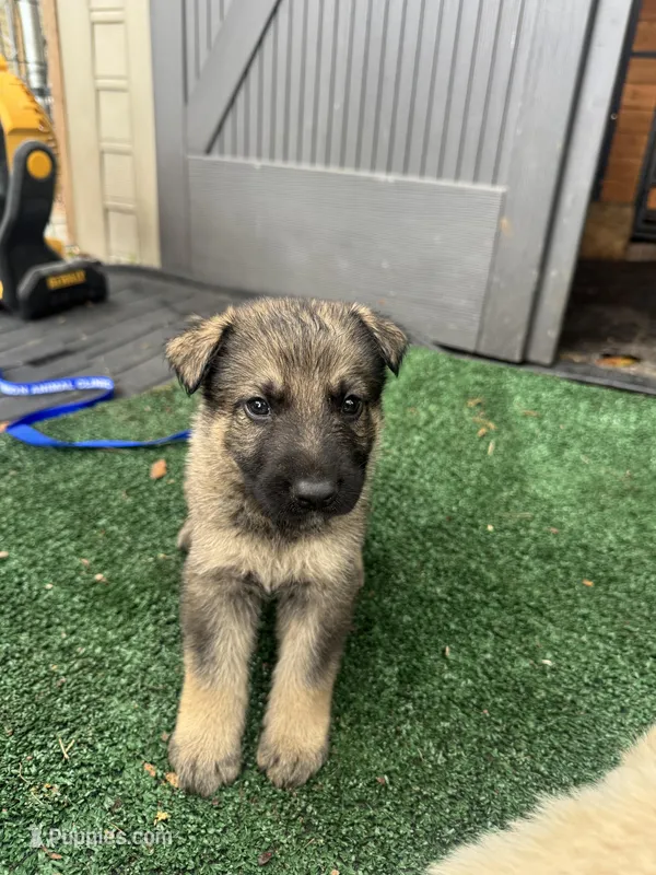 Yellow  – German Shepherd Dog puppy for sale in Hawthorne, FL