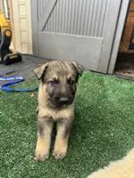 Yellow , a male German Shepherd Dog for sale in Hawthorne, FL – Photo 1 of 6