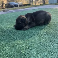 Yellow , a male German Shepherd Dog for sale in Hawthorne, FL – Photo 3 of 3