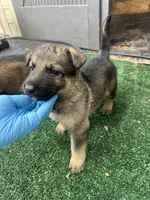 Yellow , a male German Shepherd Dog for sale in Hawthorne, FL – Photo 3 of 6