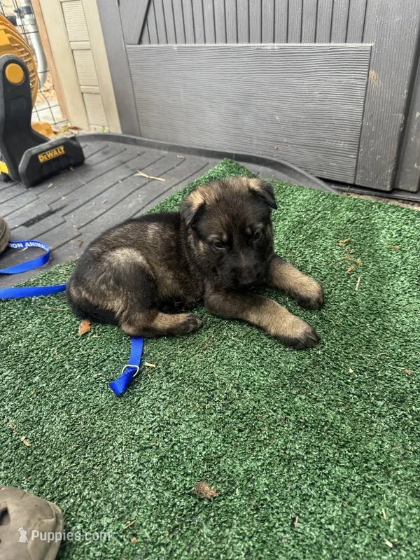 Grey  – German Shepherd Dog puppy for sale in Hawthorne, FL