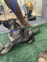 Grey , a male German Shepherd Dog for sale in Hawthorne, FL – Photo 3 of 6