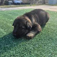 Grey , a male German Shepherd Dog for sale in Hawthorne, FL – Photo 1 of 3