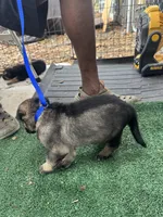 Grey , a male German Shepherd Dog for sale in Hawthorne, FL – Photo 2 of 6