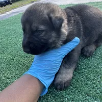 Grey , a male German Shepherd Dog for sale in Hawthorne, FL – Photo 2 of 3