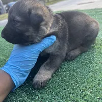 Grey , a male German Shepherd Dog for sale in Hawthorne, FL – Photo 3 of 3