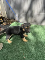 Pink, a female German Shepherd Dog for sale in Hawthorne, FL – Photo 2 of 7