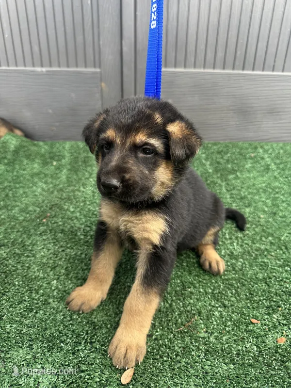 Pink – German Shepherd Dog puppy on hold in Hawthorne, FL