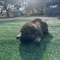 Dark blue , a male German Shepherd Dog for sale in Hawthorne, FL – Photo 3 of 4