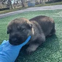 Dark blue , a male German Shepherd Dog for sale in Hawthorne, FL – Photo 2 of 4