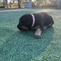 Pink, a female German Shepherd Dog for sale in Hawthorne, FL – Photo 6 of 7