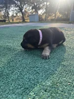 Pink, a female German Shepherd Dog for sale in Hawthorne, FL – Photo 4 of 5