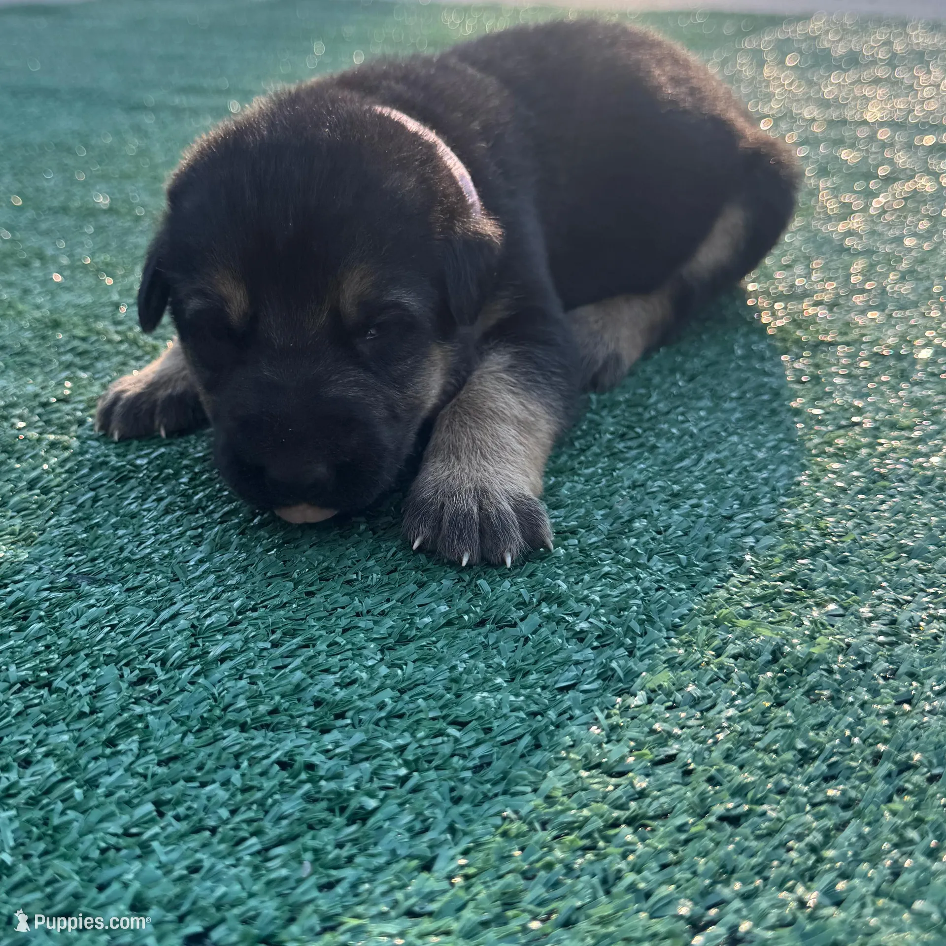 Pink, a female German Shepherd Dog for sale in Hawthorne, FL – Photo 5 of 5