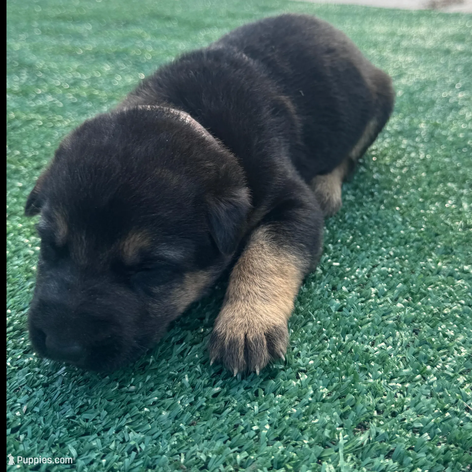 Pink, a female German Shepherd Dog for sale in Hawthorne, FL – Photo 2 of 5