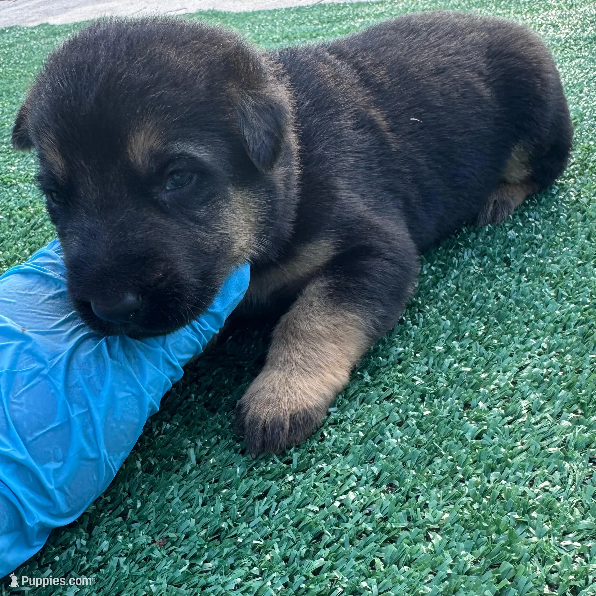 Pink, a female German Shepherd Dog for sale in Hawthorne, FL – Photo 3 of 5