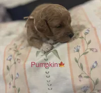 Pumpkin, a female Poodle - Toy  and Miniature Goldendoodle for sale in Charlotte, NC – 5 of 7