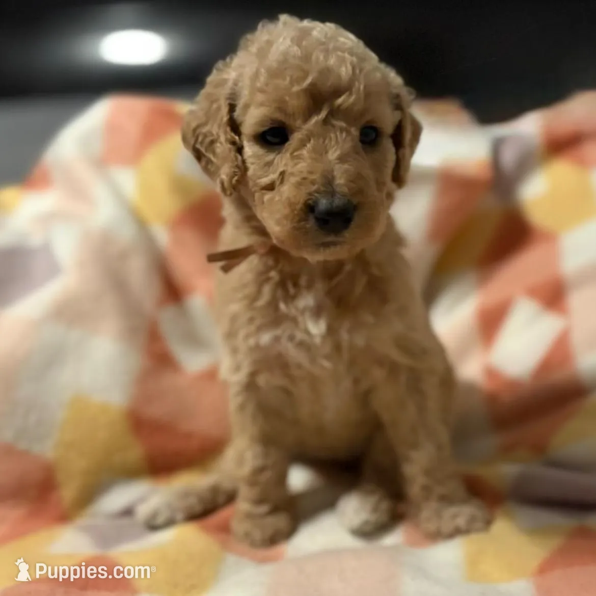 Juliet – Goldendoodle puppy for sale in Spartanburg, SC