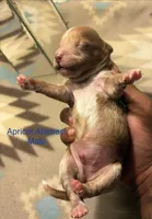 Cedar, a male Poodle - Toy  and Miniature Goldendoodle for sale in Charlotte, NC – 2 of 5